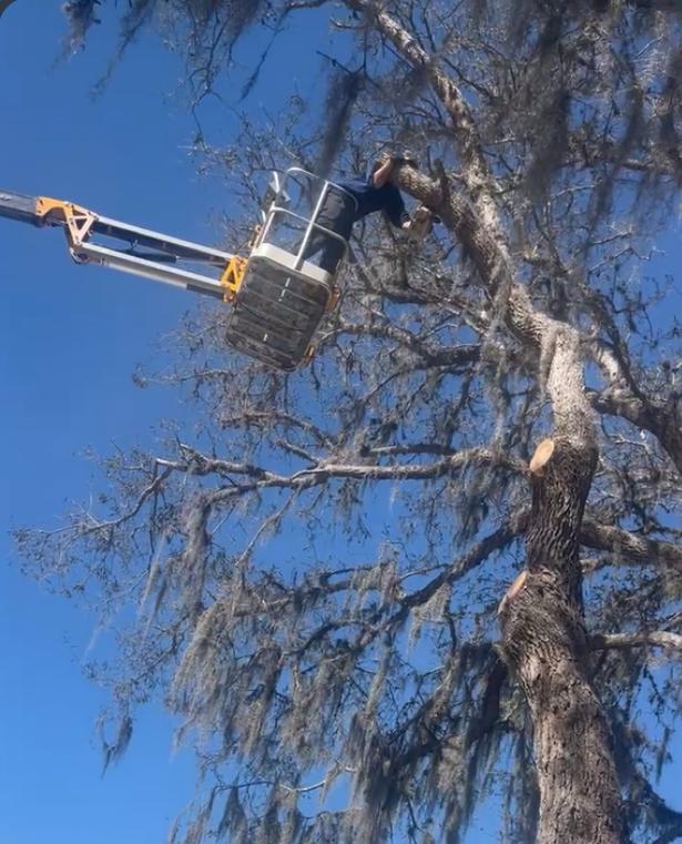 B&J Tree Removal project in progress